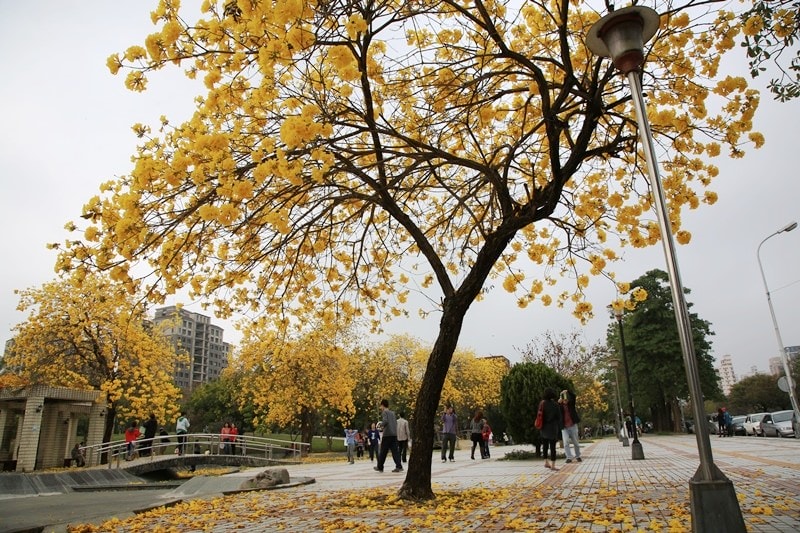 【台中。豐富公園】黃花風鈴木