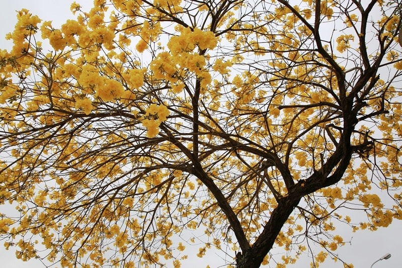 【台中。豐富公園】黃花風鈴木