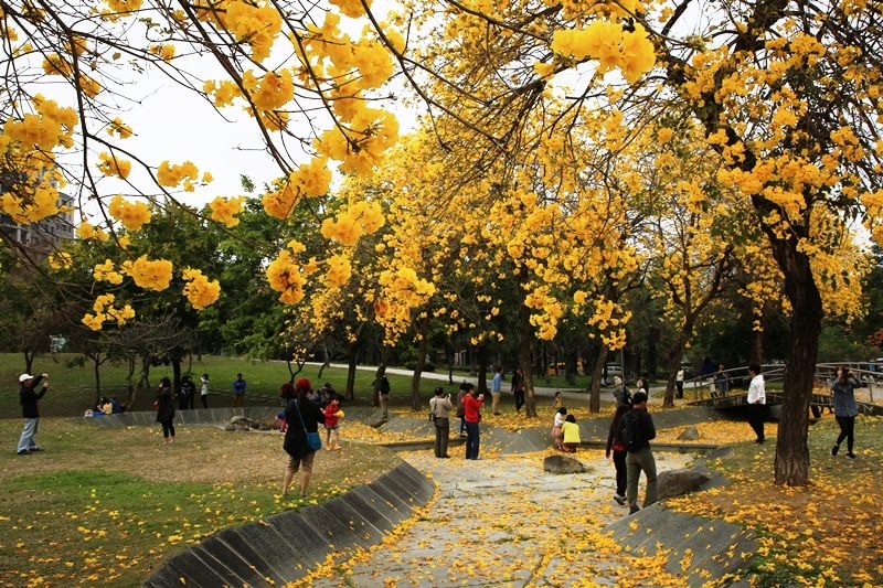 【台中。豐富公園】黃花風鈴木