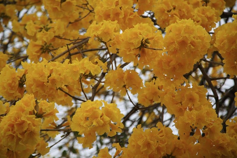 【台中。豐富公園】黃花風鈴木
