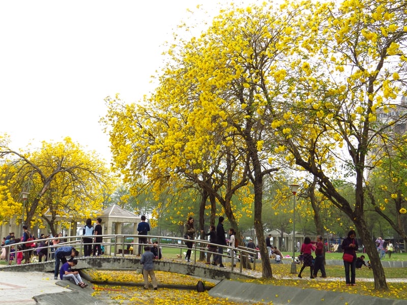 【台中。豐富公園】黃花風鈴木