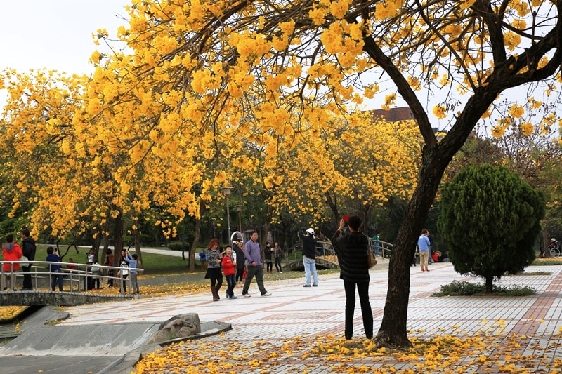 【台中。豐富公園】黃花風鈴木