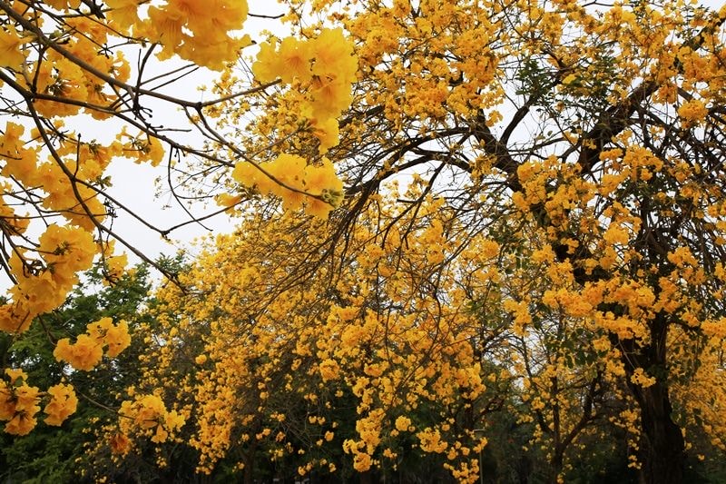 【台中。豐富公園】黃花風鈴木