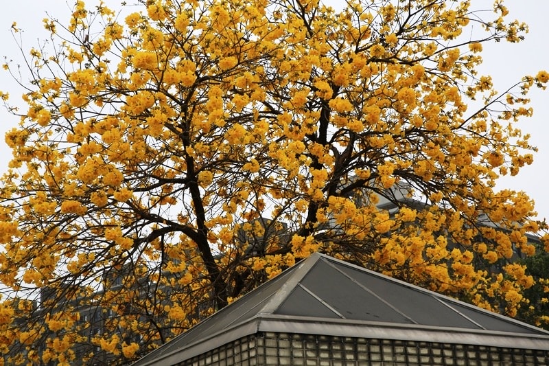 【台中。豐富公園】黃花風鈴木
