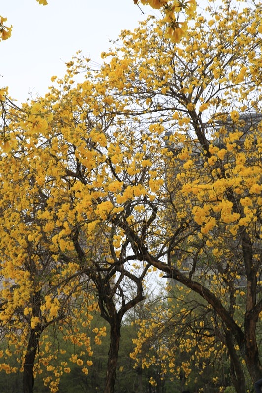 【台中。豐富公園】黃花風鈴木