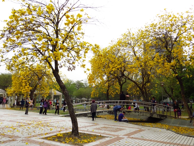 【台中。豐富公園】黃花風鈴木