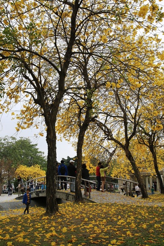 【台中。豐富公園】黃花風鈴木