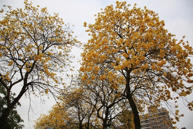 【台中。豐富公園】黃花風鈴木