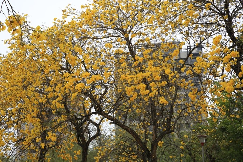【台中。豐富公園】黃花風鈴木