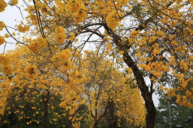 【台中。豐富公園】黃花風鈴木