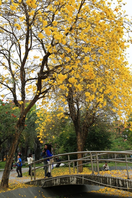 【台中。豐富公園】黃花風鈴木