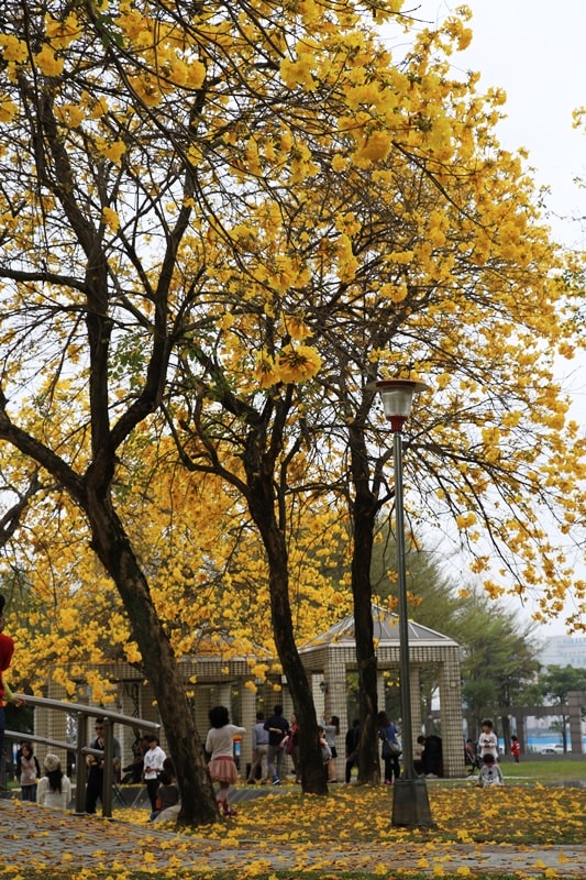 【台中。豐富公園】黃花風鈴木