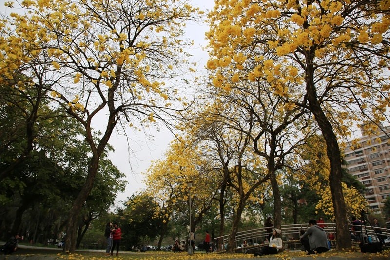 【台中。豐富公園】黃花風鈴木