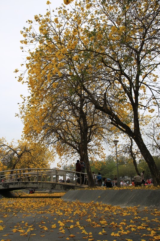 【台中。豐富公園】黃花風鈴木