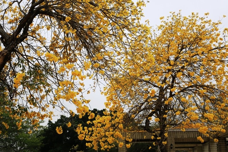 【台中。豐富公園】黃花風鈴木