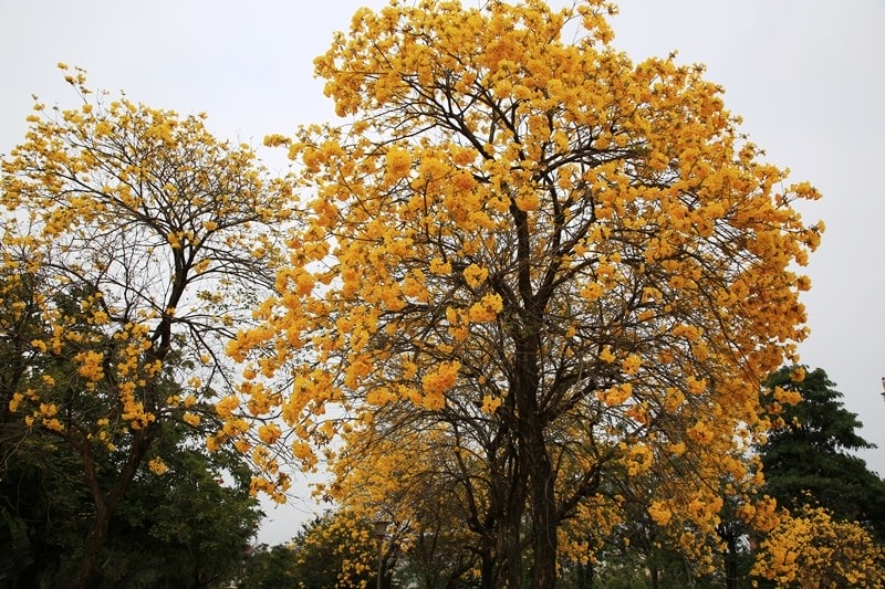 【台中。豐富公園】黃花風鈴木