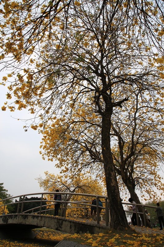 【台中。豐富公園】黃花風鈴木