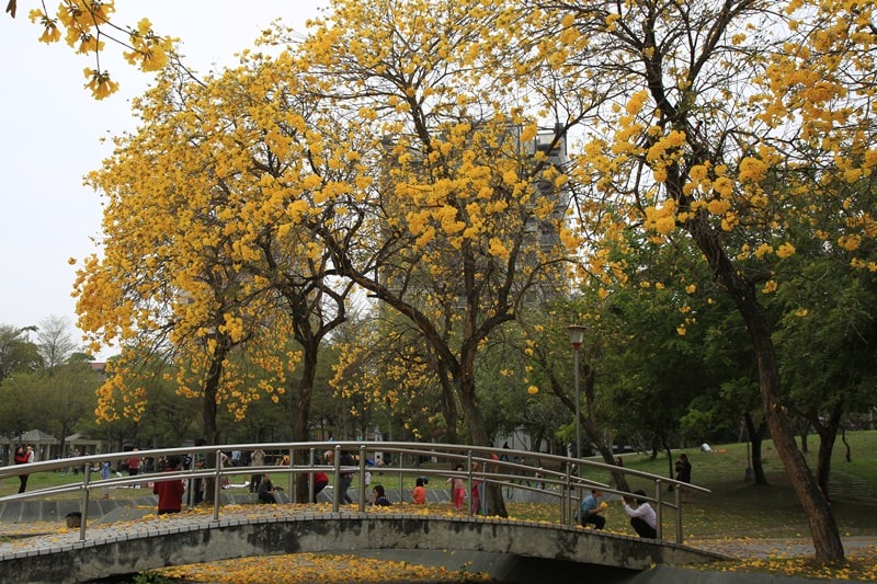 【台中。豐富公園】黃花風鈴木