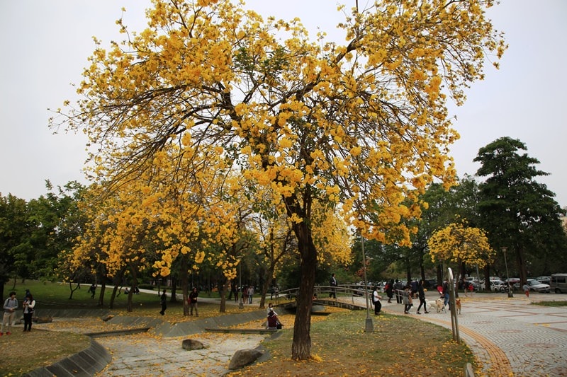 【台中。豐富公園】黃花風鈴木