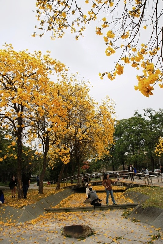 【台中。豐富公園】黃花風鈴木