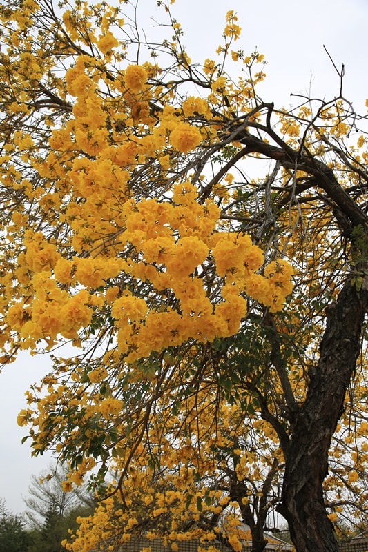 【台中。豐富公園】黃花風鈴木
