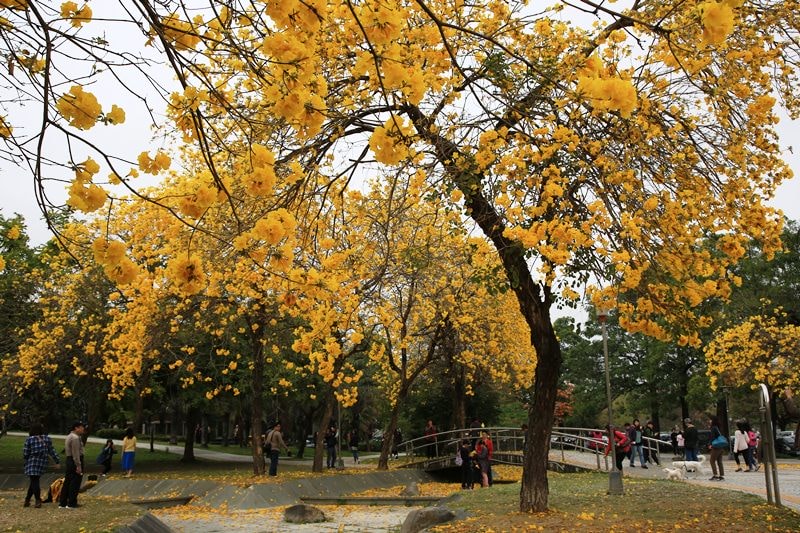 【台中。豐富公園】黃花風鈴木