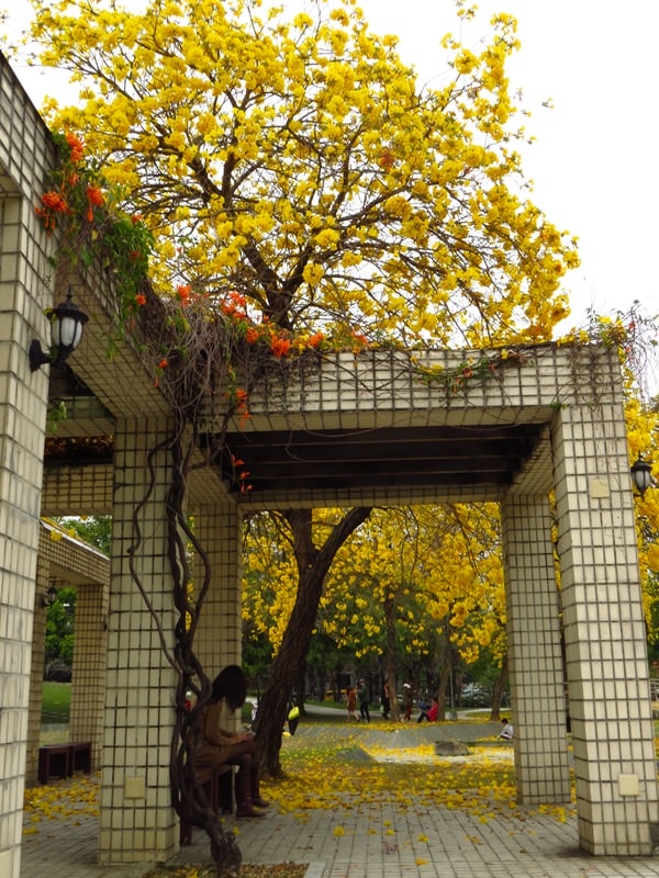 【台中。豐富公園】黃花風鈴木