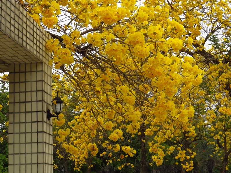 【台中。豐富公園】黃花風鈴木