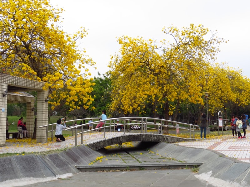 【台中。豐富公園】黃花風鈴木