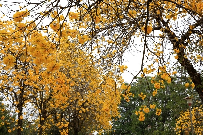【台中。豐富公園】黃花風鈴木