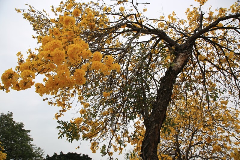 【台中。豐富公園】黃花風鈴木
