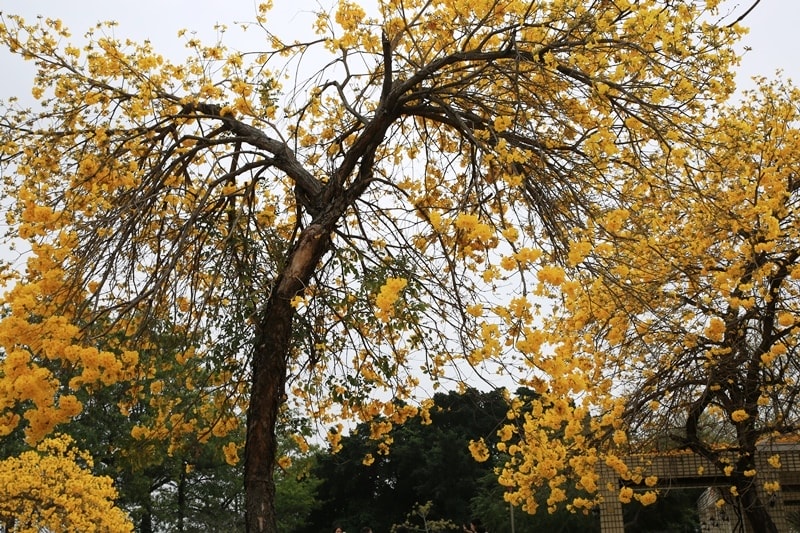 【台中。豐富公園】黃花風鈴木
