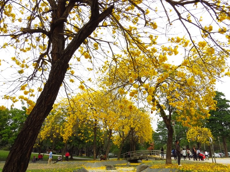 【台中。豐富公園】黃花風鈴木