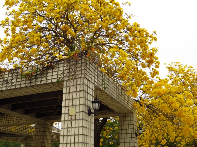 【台中。豐富公園】黃花風鈴木