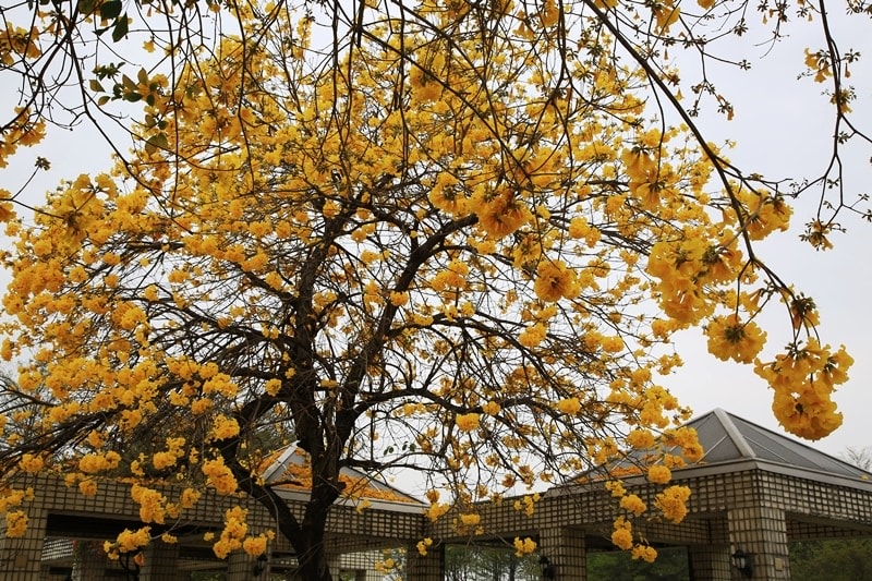 【台中。豐富公園】黃花風鈴木