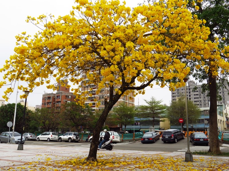 【台中。豐富公園】黃花風鈴木