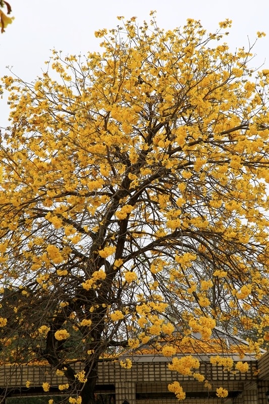 【台中。豐富公園】黃花風鈴木