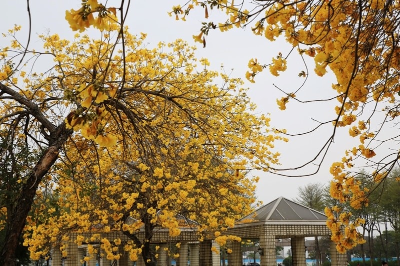 【台中。豐富公園】黃花風鈴木