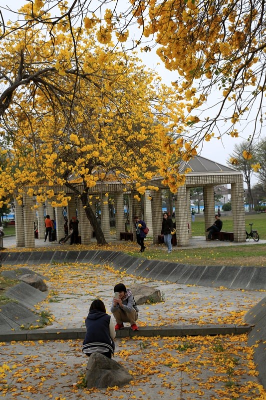 【台中。豐富公園】黃花風鈴木