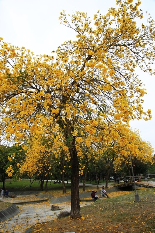 【台中。豐富公園】黃花風鈴木
