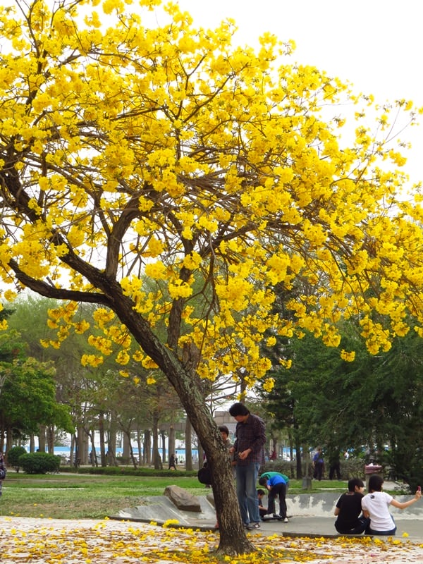 【台中。豐富公園】黃花風鈴木