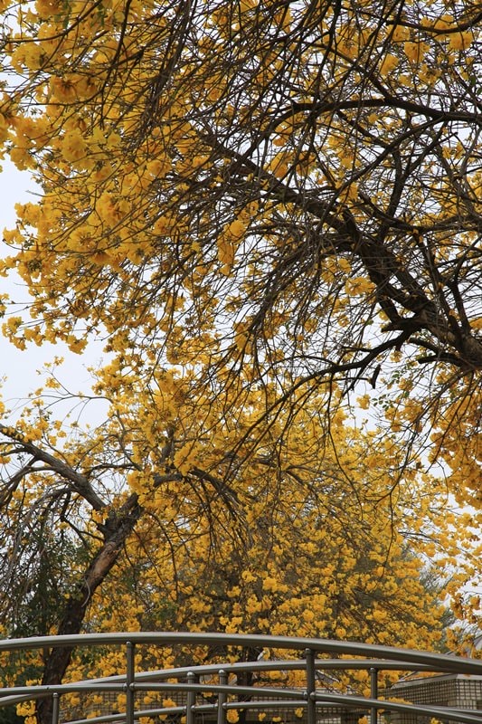 【台中。豐富公園】黃花風鈴木