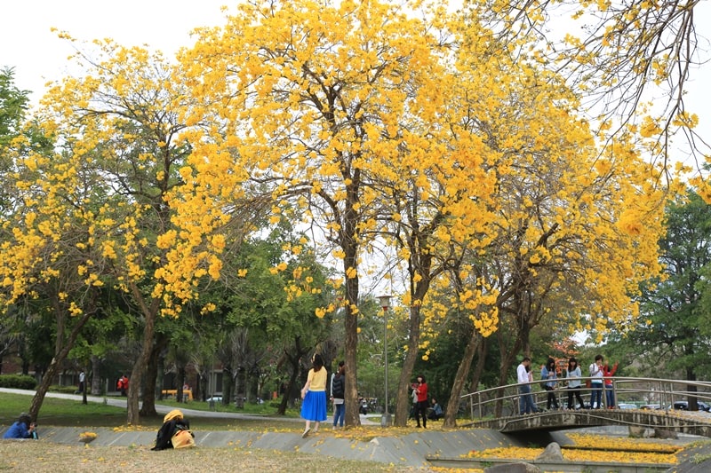 【台中。豐富公園】黃花風鈴木