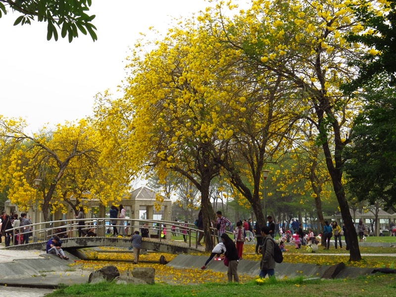 【台中。豐富公園】黃花風鈴木