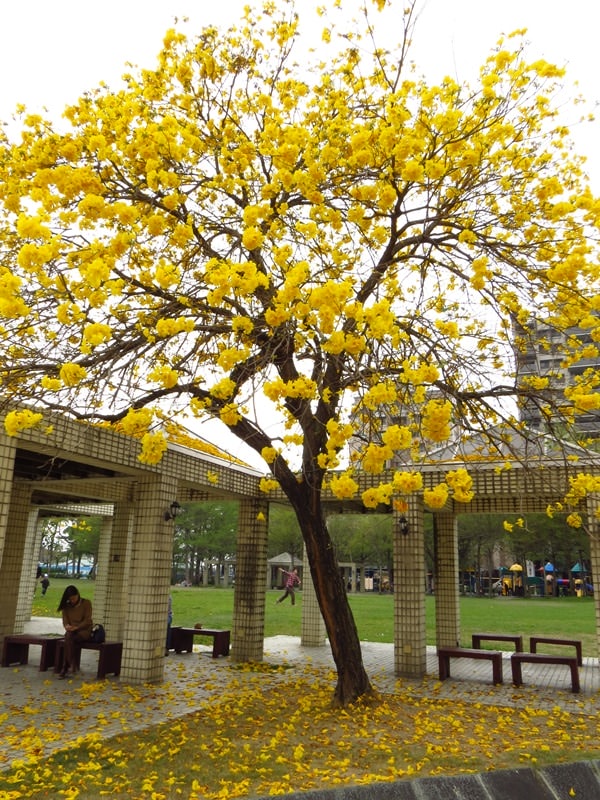 【台中。豐富公園】黃花風鈴木