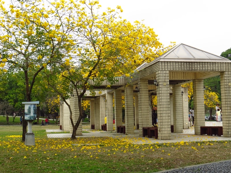 【台中。豐富公園】黃花風鈴木