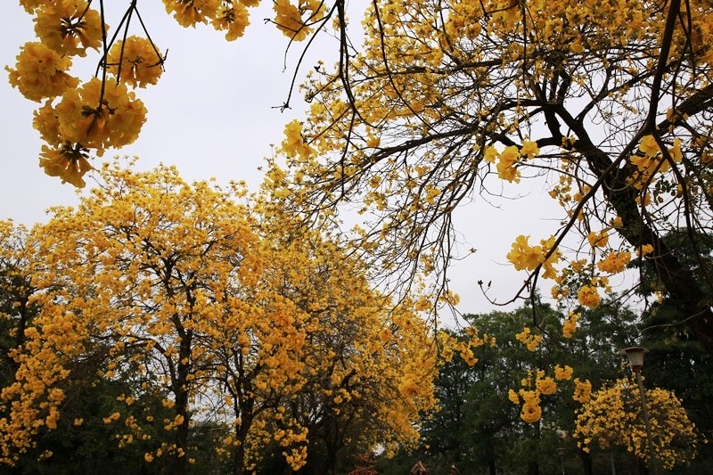 【台中。豐富公園】黃花風鈴木