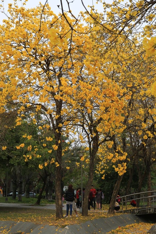 【台中。豐富公園】黃花風鈴木