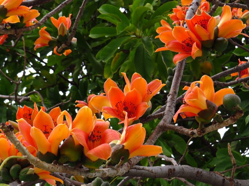 【台中。豐富公園】黃花風鈴木