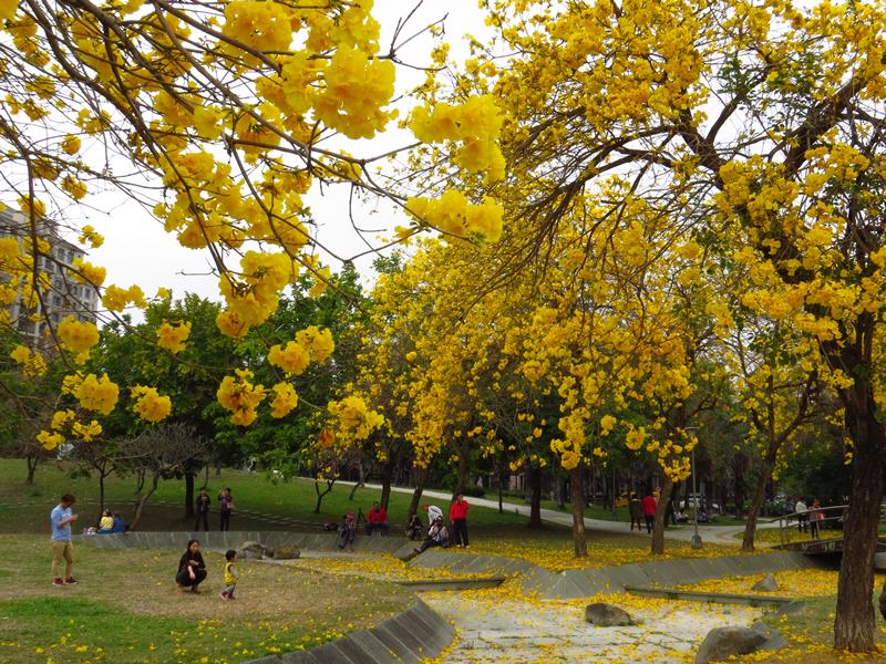 【台中。豐富公園】黃花風鈴木